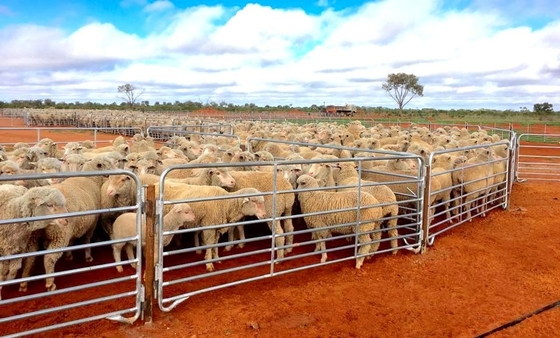 Χάλυβας με επίστρωση ψευδαργύρου 1,6 m Livestock Fence Panels Welded For Farm