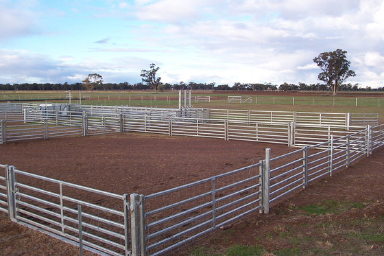 Φορητές επιτροπές φρακτών χάλυβα αγροτικού ζωικού κεφαλαίου της Αυστραλίας που γαλβανίζονται για τα βοοειδή