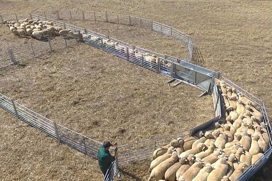 Πάνελ αυλής βοοειδών με γαλβανισμένο εν θερμώ εμβάπτιση για αιγοπρόβατα