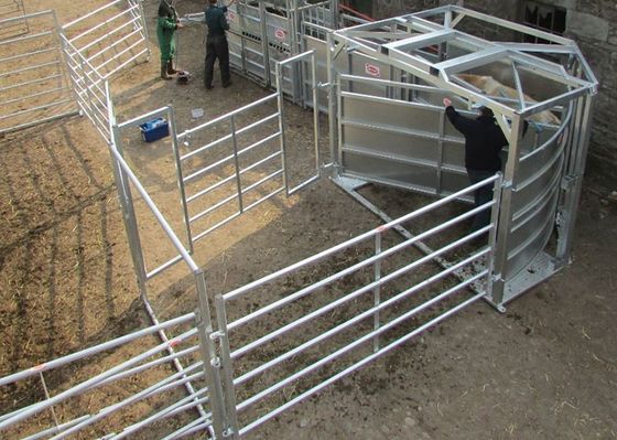 Τετραγωνικές ενωμένες στενά σωλήνας επιτροπές φρακτών ζωικού κεφαλαίου για τα βοοειδή