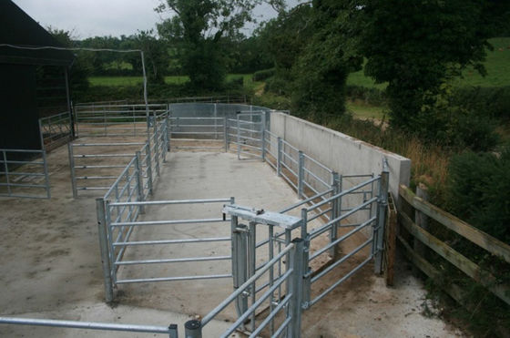 Επιτροπές φρακτών βοοειδών μήκους του ISO 2.1m για το αγρόκτημα ζωικού κεφαλαίου